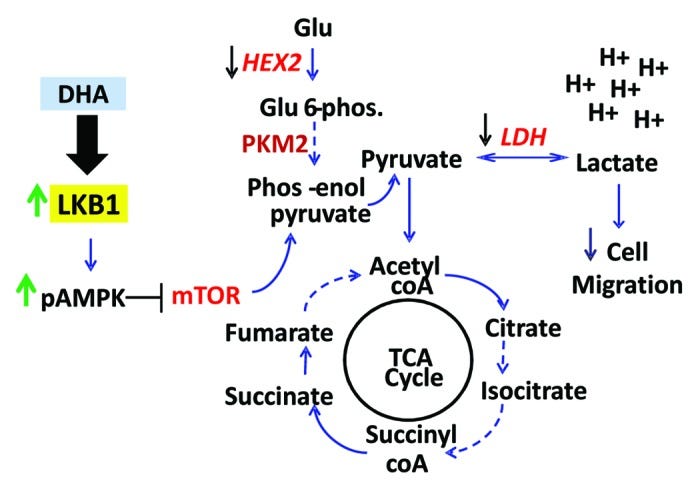 DHA knackering glycolysis