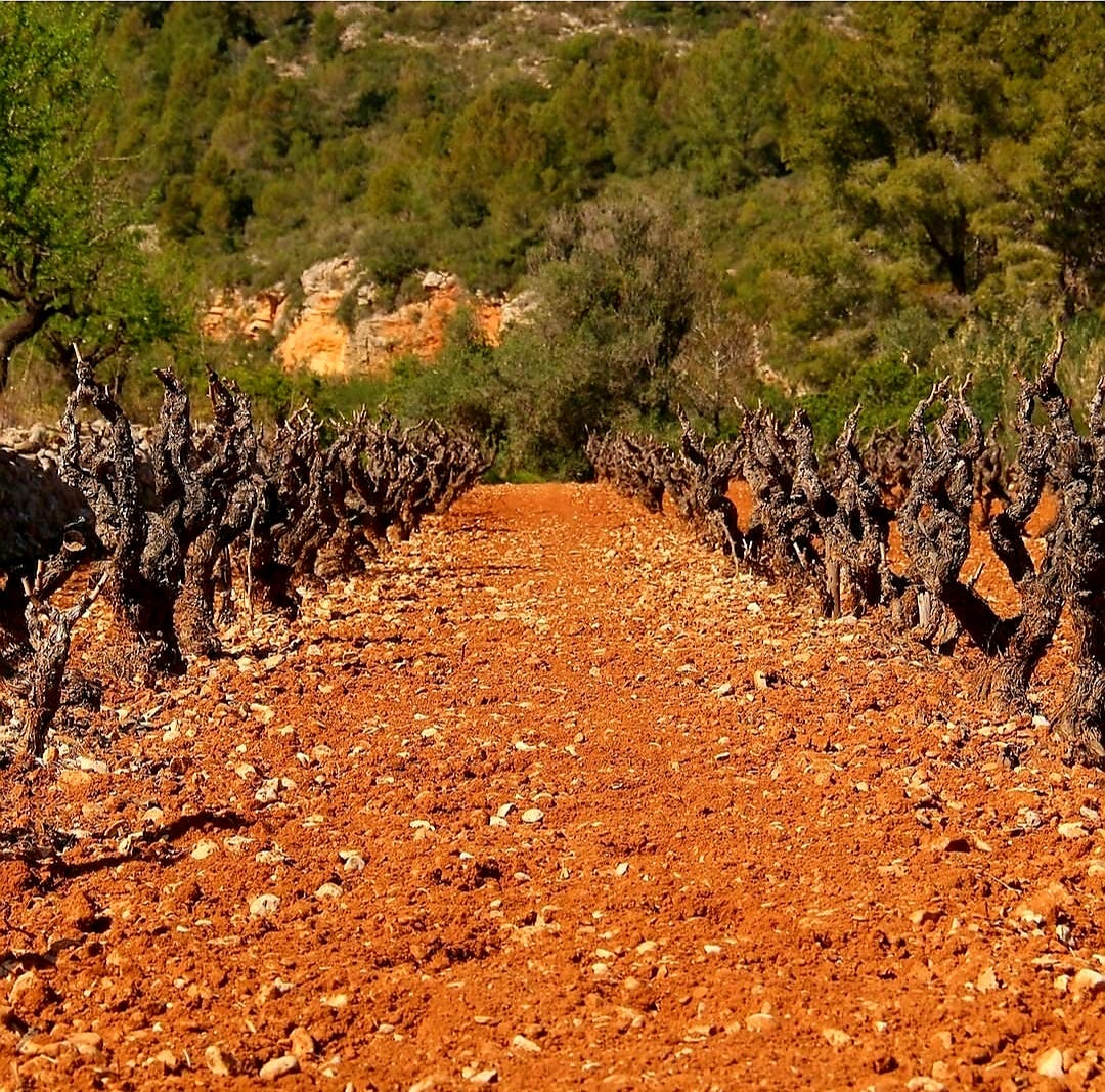 Fondillón: a brief history | The Wolf Post Wine Magazine