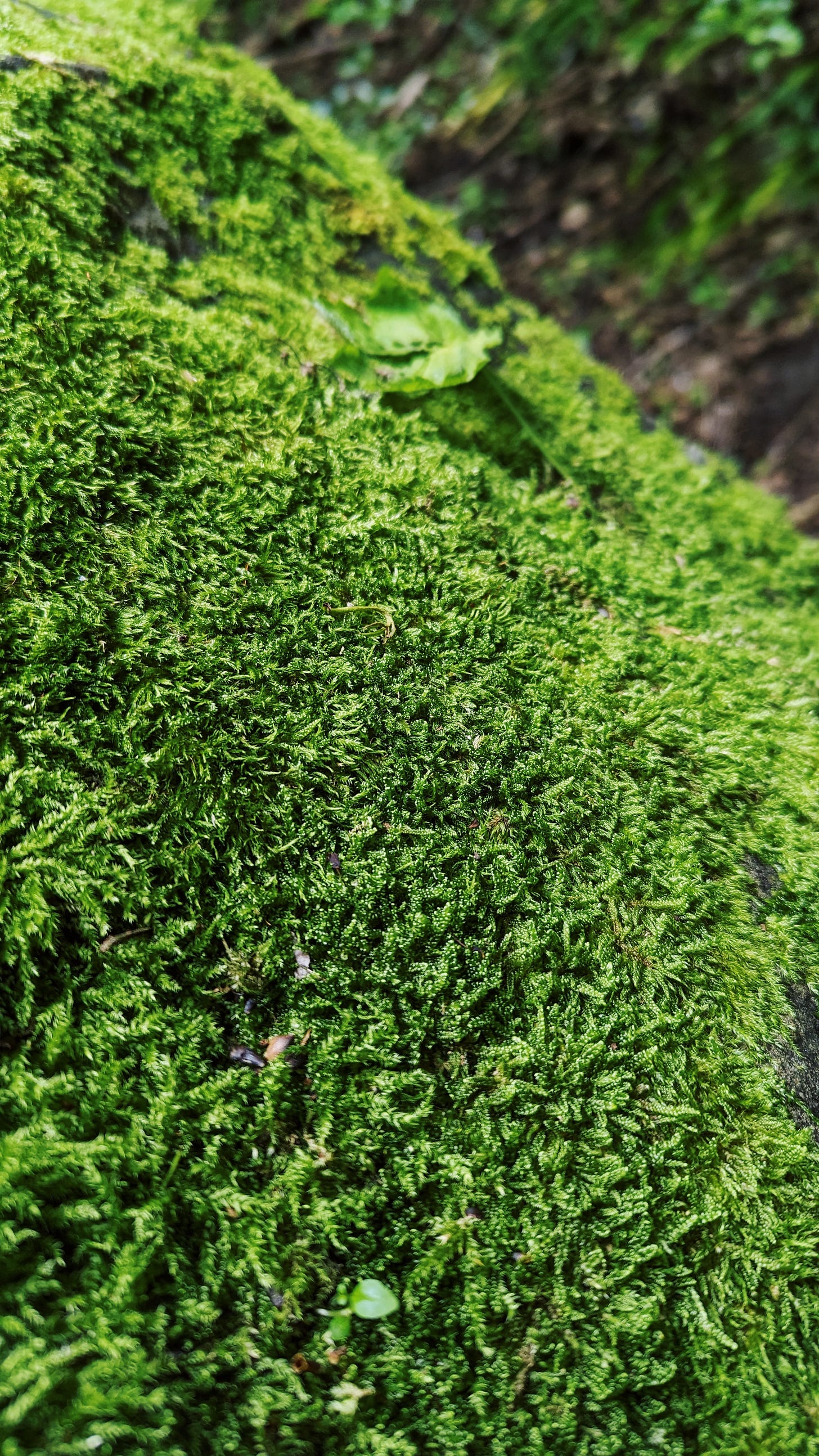A photo, close-up, of bright green moss, covering a large rock. A photo, close-up, of bright green moss, covering a large rock.