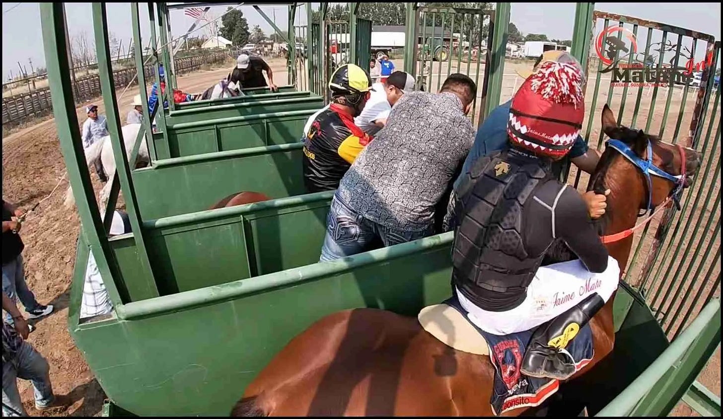 Not just a suspect in the toilet after FBI & ICE raid on Idaho horse track - Animals 24-7 Not just a suspect in the toilet after FBI & ICE raid on Idaho horse track - Animals 24-7