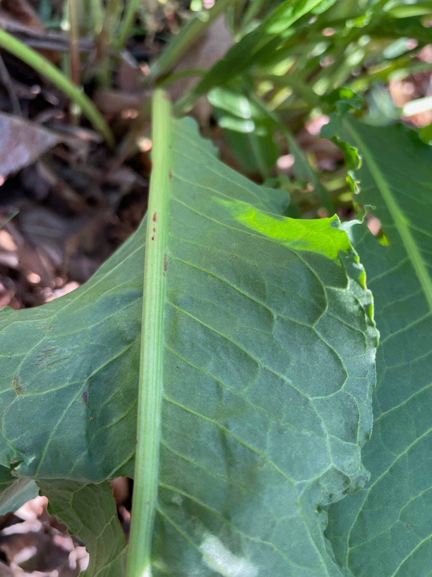 underside of a basal leaf of Rumex Crispus, center, and top side, right.  
