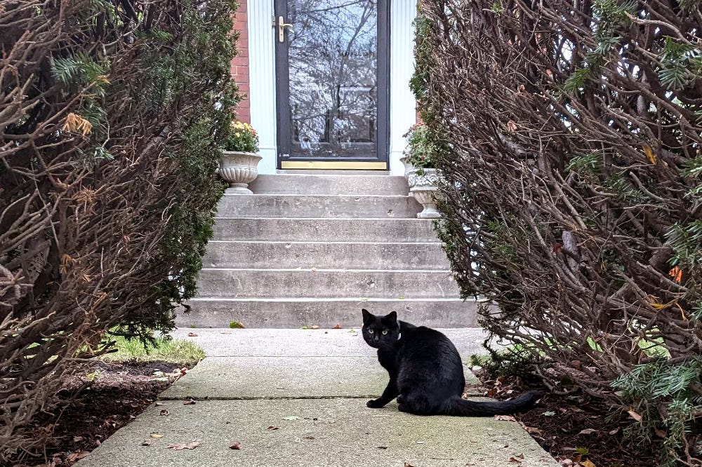 A black cat stands in front of a cement stop framed by bushes A black cat stands in front of a cement stop framed by bushes