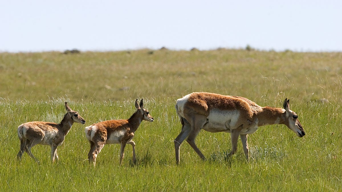 Victory for public access: American Prairie unlocks another 70,000 acres in Montana