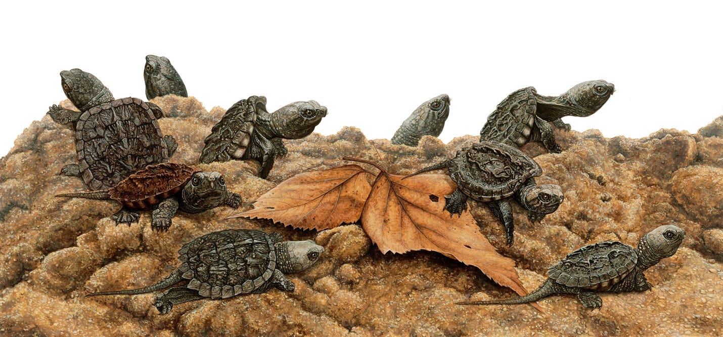 A group of turtles on dirt
AI-generated content may be incorrect.