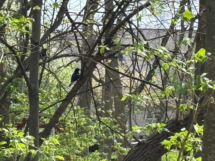 Ducks swimming and Red-Wing Blackbirds in undergrowth.