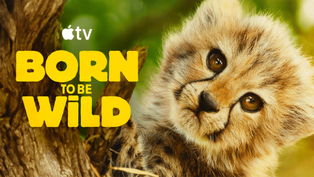 Apple TV’s “Born to Be Wild,” narrated by Hugh Bonneville, follows endangered young animals on their journey back to the wild. “Born to be Wild” premieres December 19, 2025.