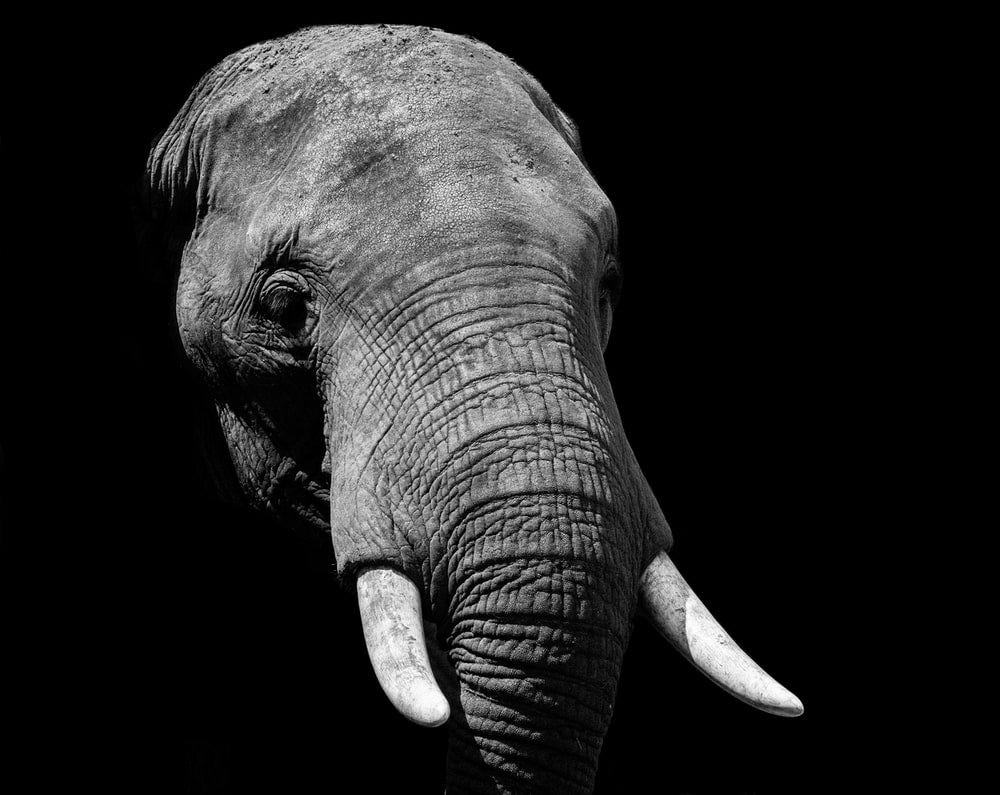 An elephant face in light and shadow An elephant face in light and shadow