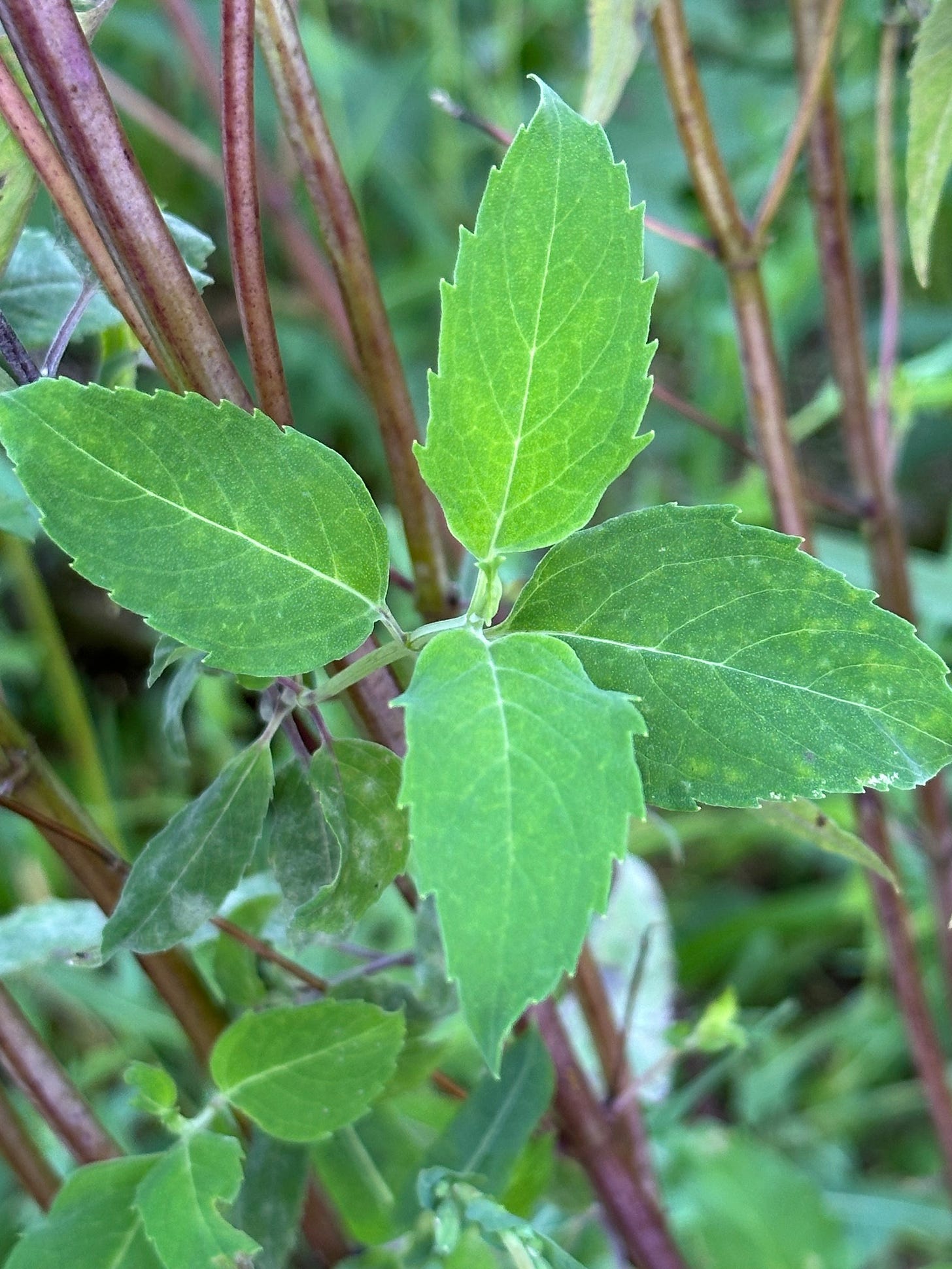 young leaves of Monarda fistulosa 