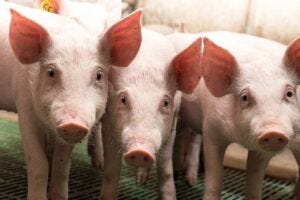 Three pigs