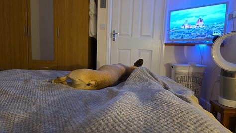 A selection of images from the last week of Leffe my pet Frenchie and Wingman