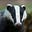 Fallow's avatar