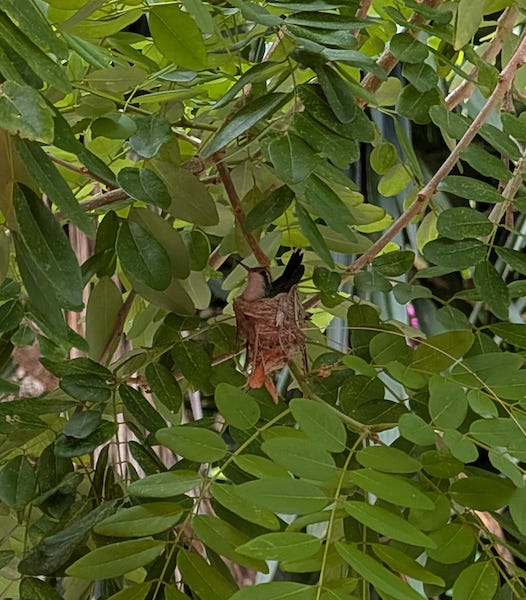 Hummingbird nest-bethany sanders.png