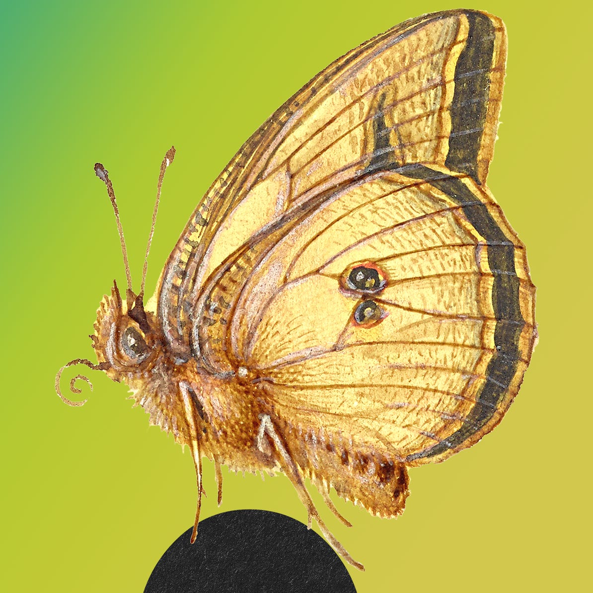 mothwings & lamplight