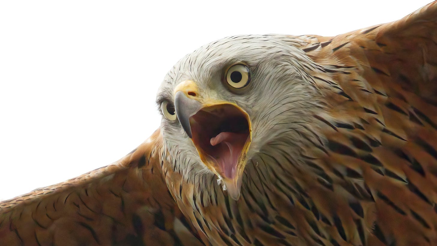 The yellow beak and eyes of the kite up close