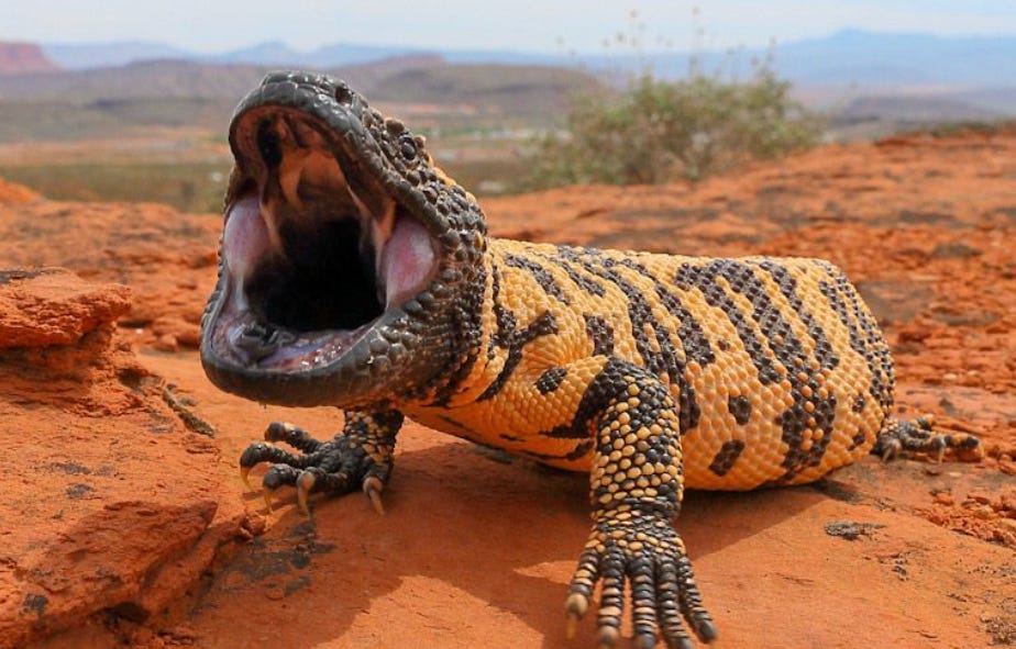 🔥A Gila Monster about to bite! : r/NatureIsFuckingLit