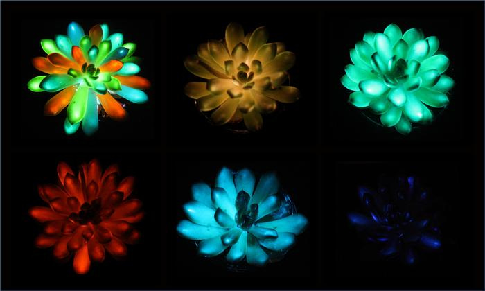 Glow-in-the-dark succulents