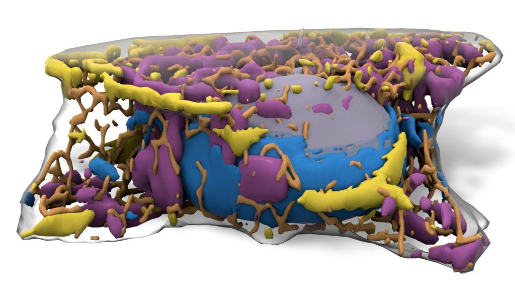 Allen Integrated Cell Released Online Allen Integrated Cell Released Online