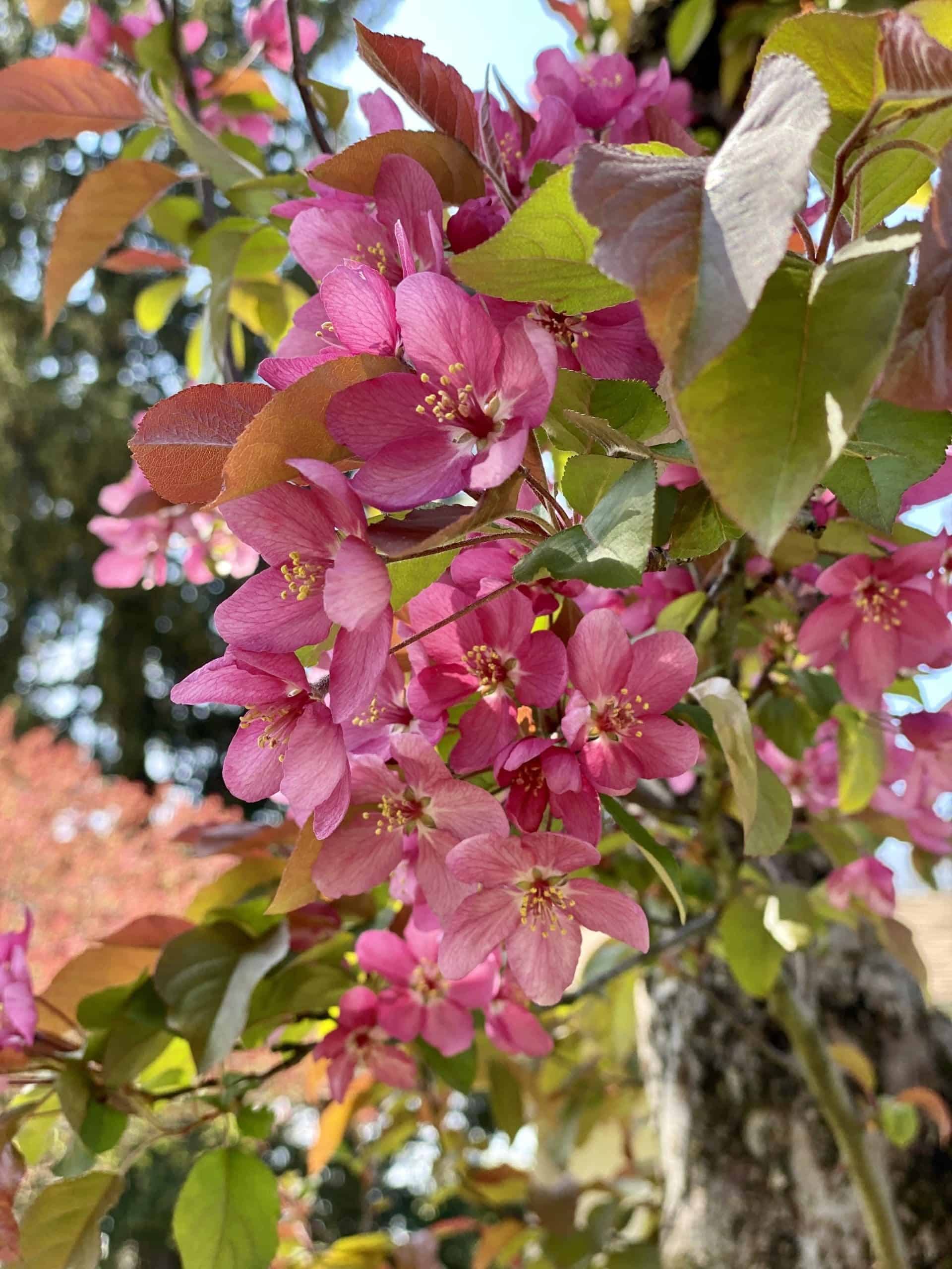 Close-up of pink flowers with green leaves, set against a blurred natural background, My Forever Son, Healing from Grief: Nature's Resilience and Hope, My Forever Son