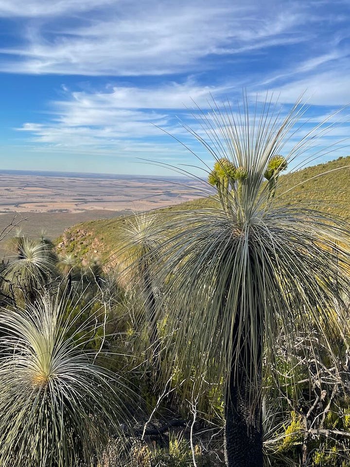 plants within the Stirling Range National Park, Western Australia