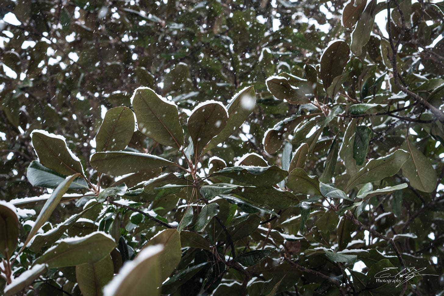 Snow landing on magnolia leaves in Athens, Ga