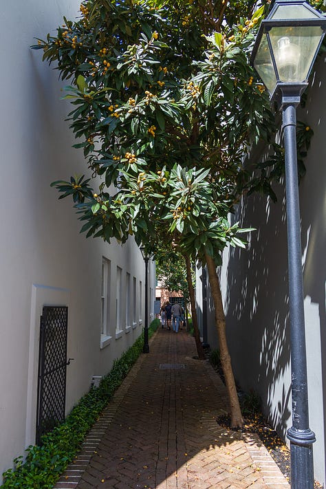Hidden Flowerful Alleys in Charleston