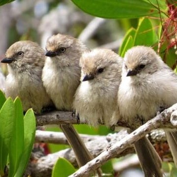 Bushtit Identification, All About Birds, Cornell Lab of Ornithology