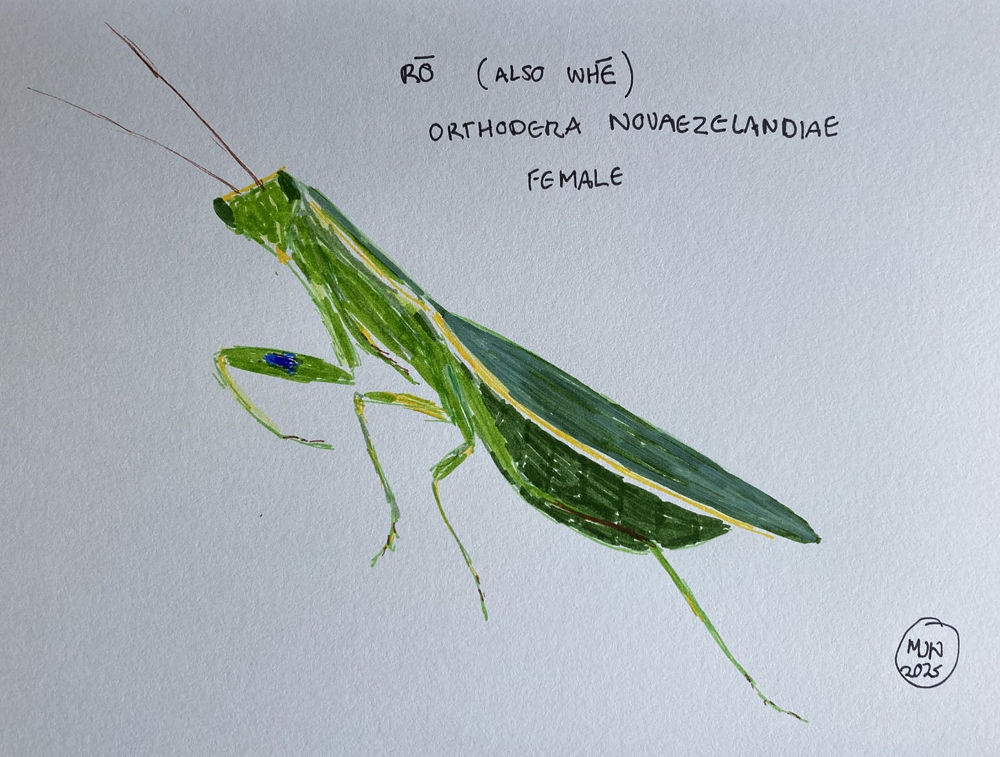 Felt pen drawing of rō, Orthodera novaezealandiae, a green mantis