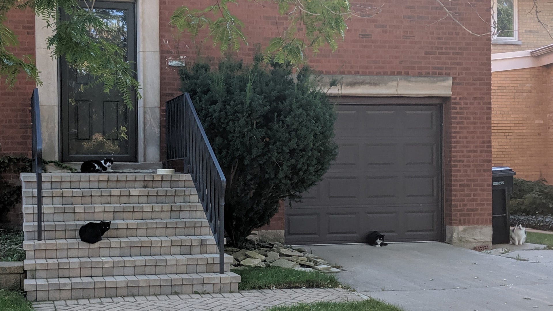 Four black and white cats all sitting infront of a brick house Four black and white cats all sitting infront of a brick house