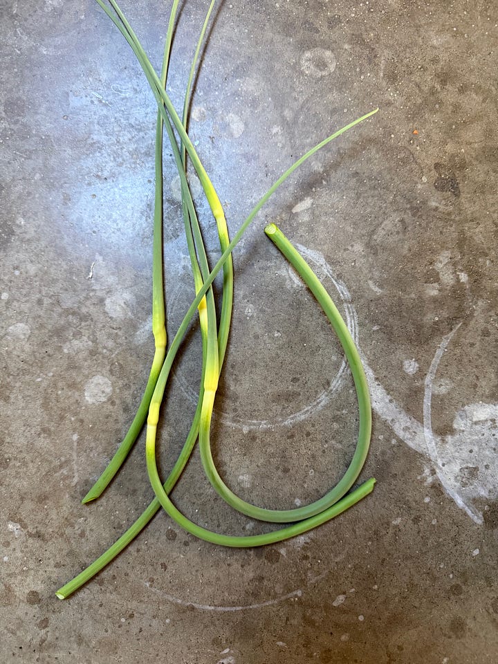 garlic scapes purple artichoke