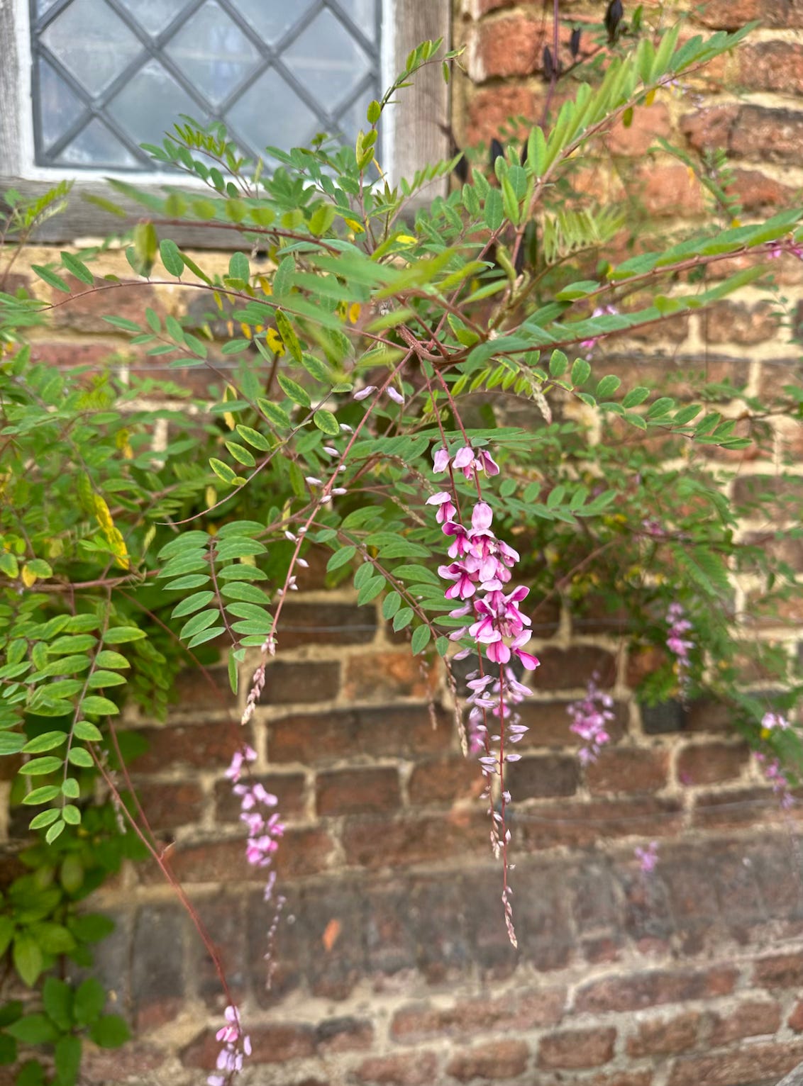 a pink plant on a brick wall