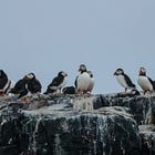I went looking for puffins and it made me feel human again
