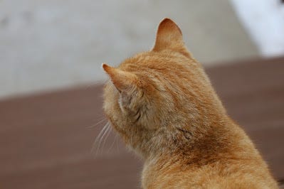 Murphy keeping an eye on the world around her