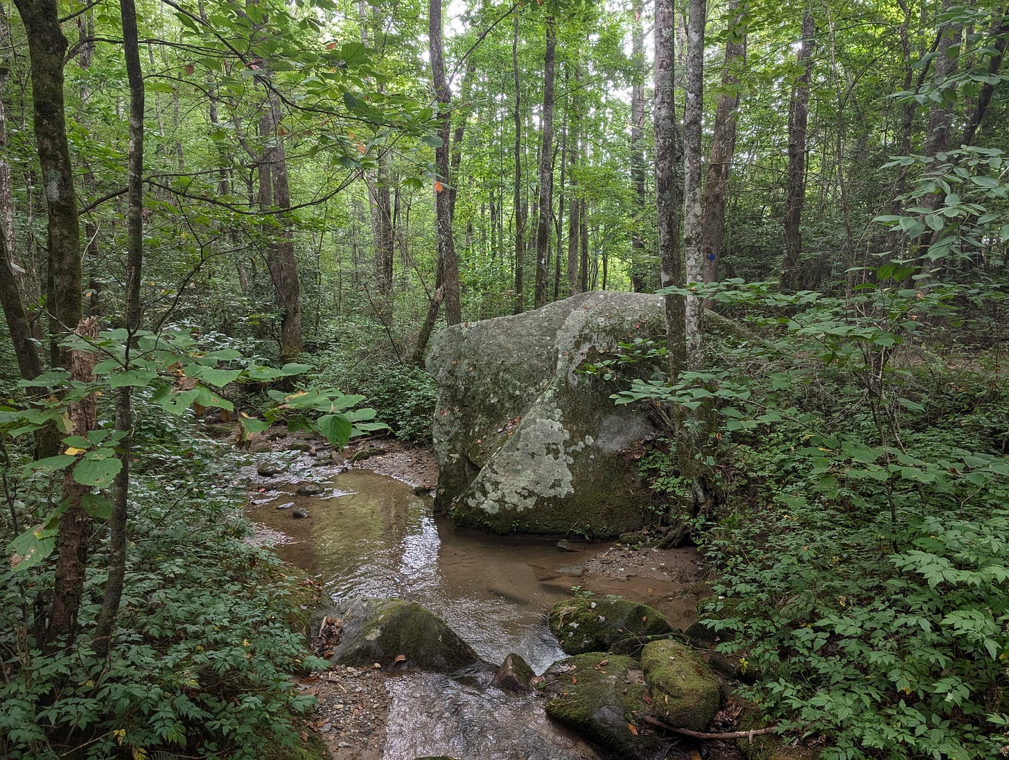 A stream in a forest with a large rock next to it
