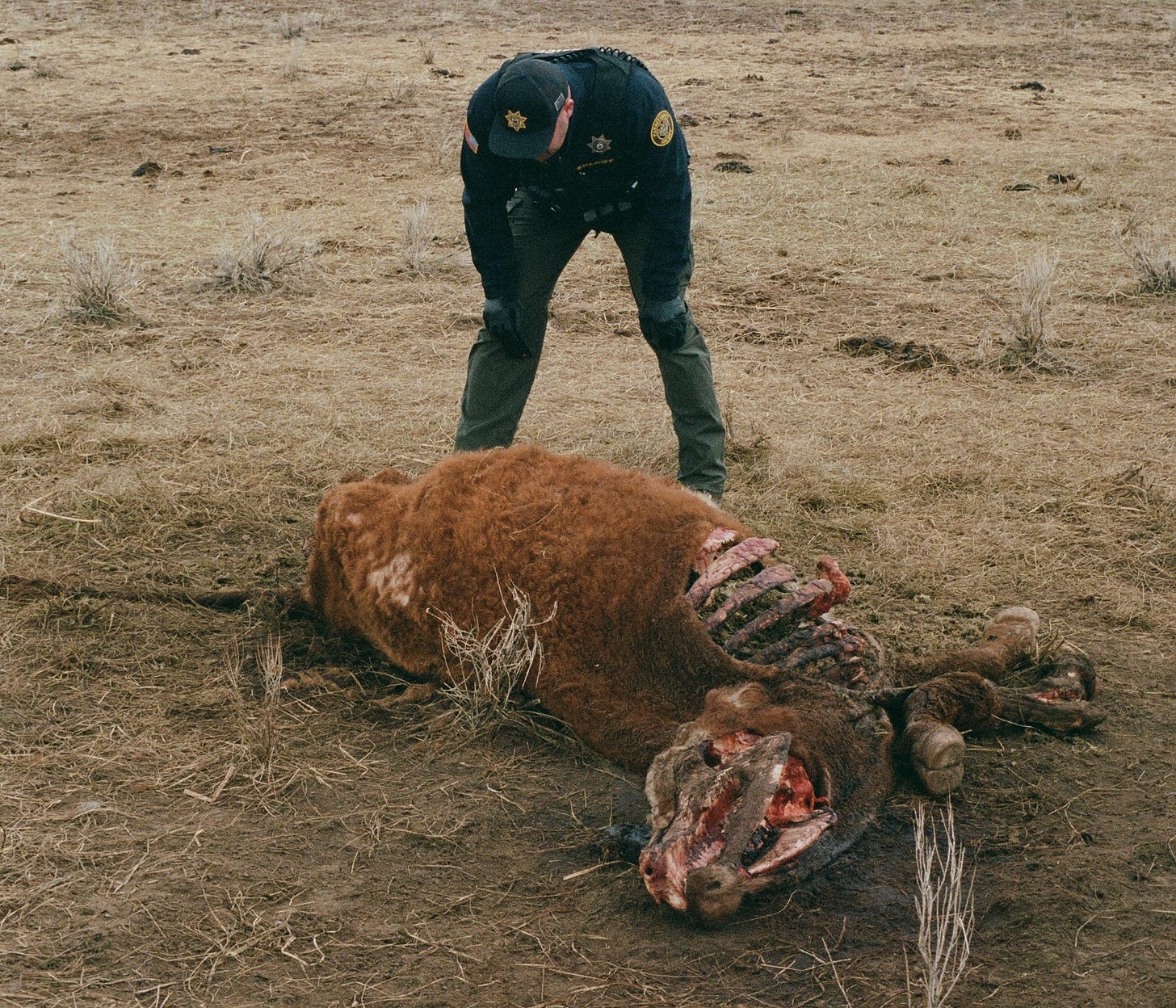 Cattle mutilations in Harney County are the focus of 'Not One Drop of Blood' documentary. In this still photo from the 2025 film, a Harney County sheriff deputy stands over the body of a cow that's been mutilated. Cattle mutilations in Harney County are the focus of 'Not One Drop of Blood' documentary. In this still photo from the 2025 film, a Harney County sheriff deputy stands over the body of a cow that's been mutilated.