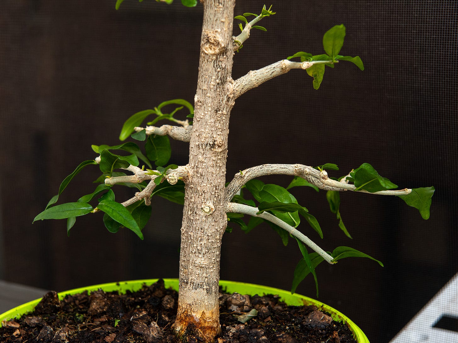 ID: middle of the water jasmine trunk