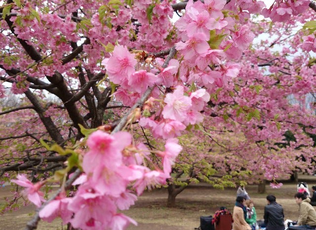 blossom in yoyogi park blossom in yoyogi park