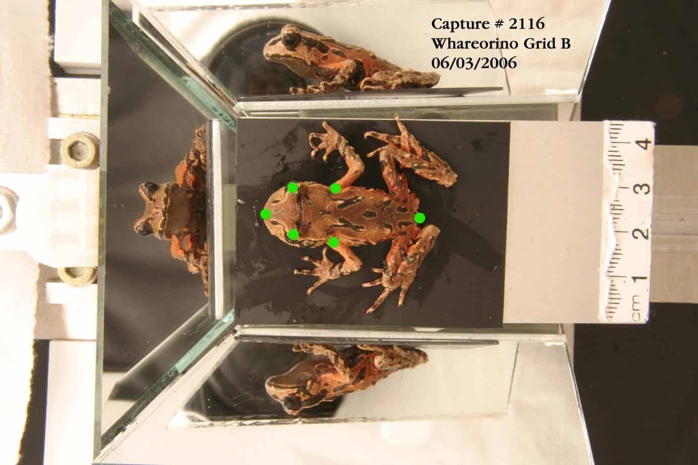 Image of Archey’s frog with the six landmarks labelled in green.
