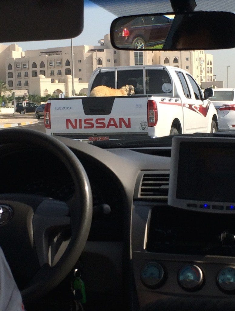 Seeing a goat on the back of a van on the way to work Seeing a goat on the back of a van on the way to work