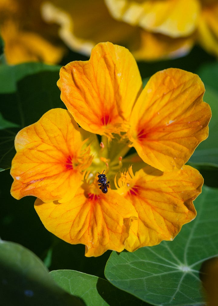 Tetragonula carbonaria native bees