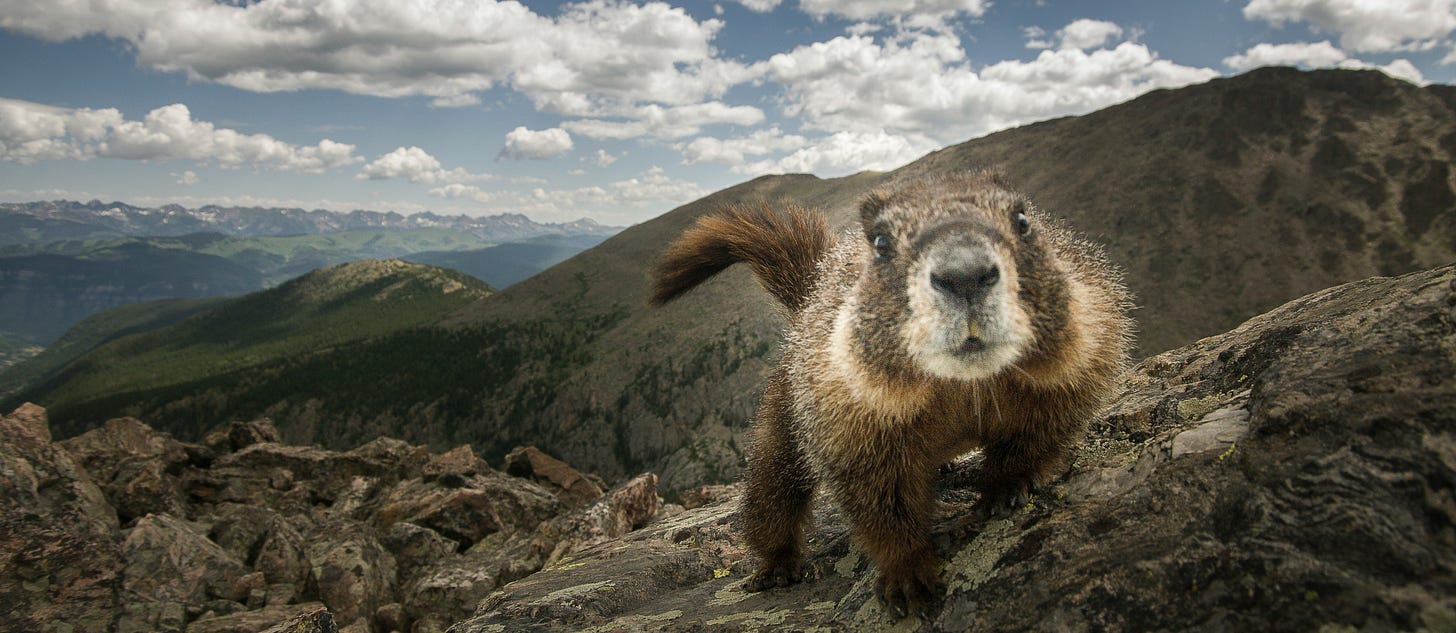 A large rodent with a mountain panorama in the background