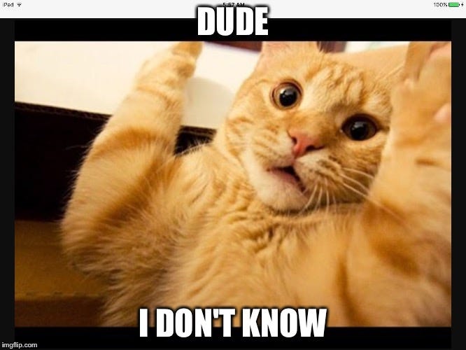 Image tagged in idk cat - Imgflip
