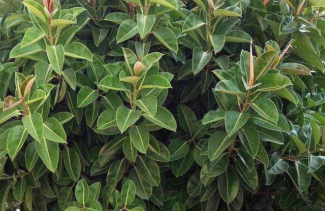 Pictures of two plants, Peperomia obtusifolia on the left and Ficus elastica on the right.