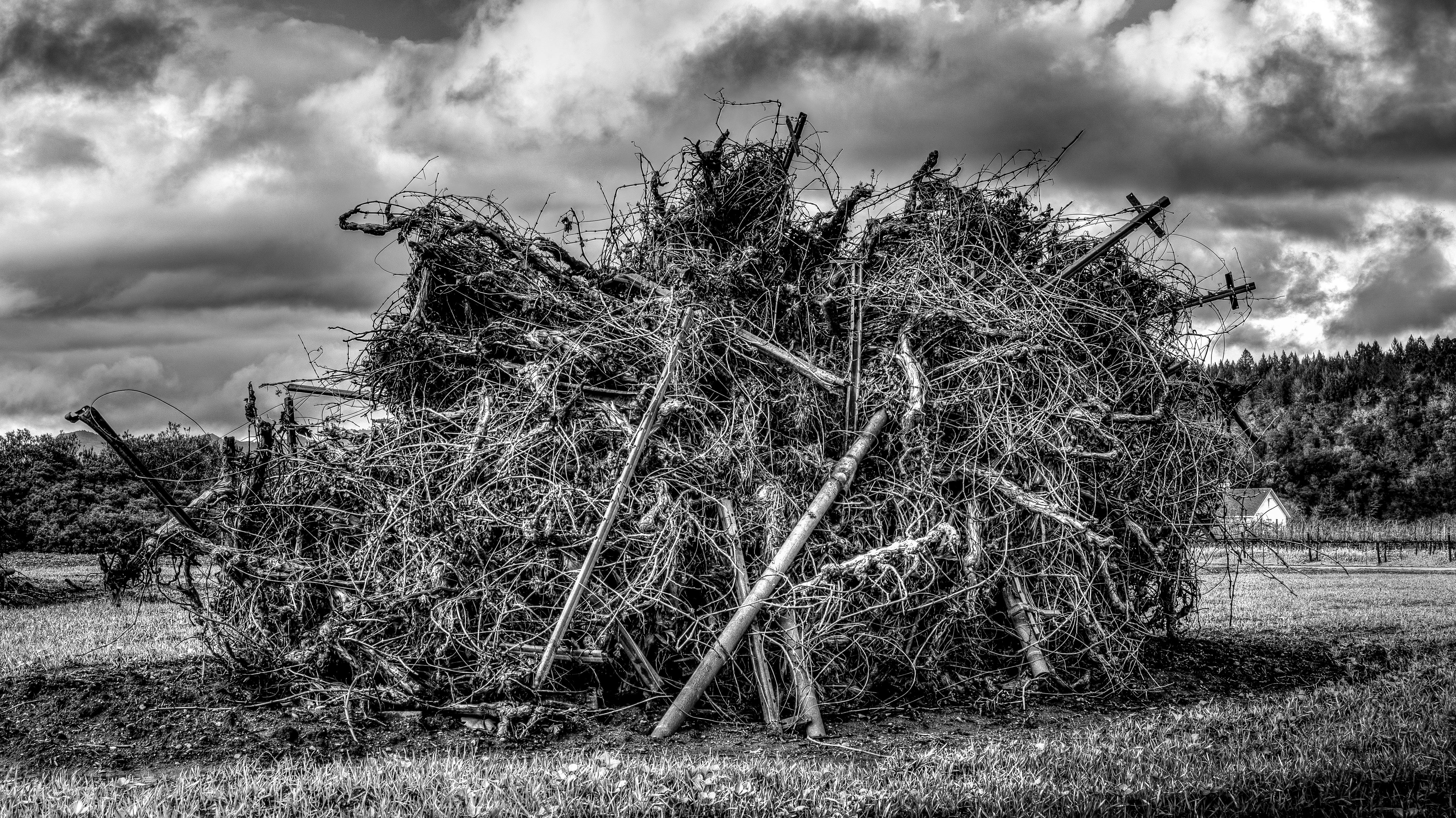 napavalleyfocus.substack.com - #7: 2024 Harvest Report Reveals a Grape Market Splitting in Two