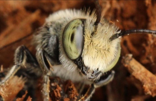 Close up of leaf cutter bee. Close up of leaf cutter bee.