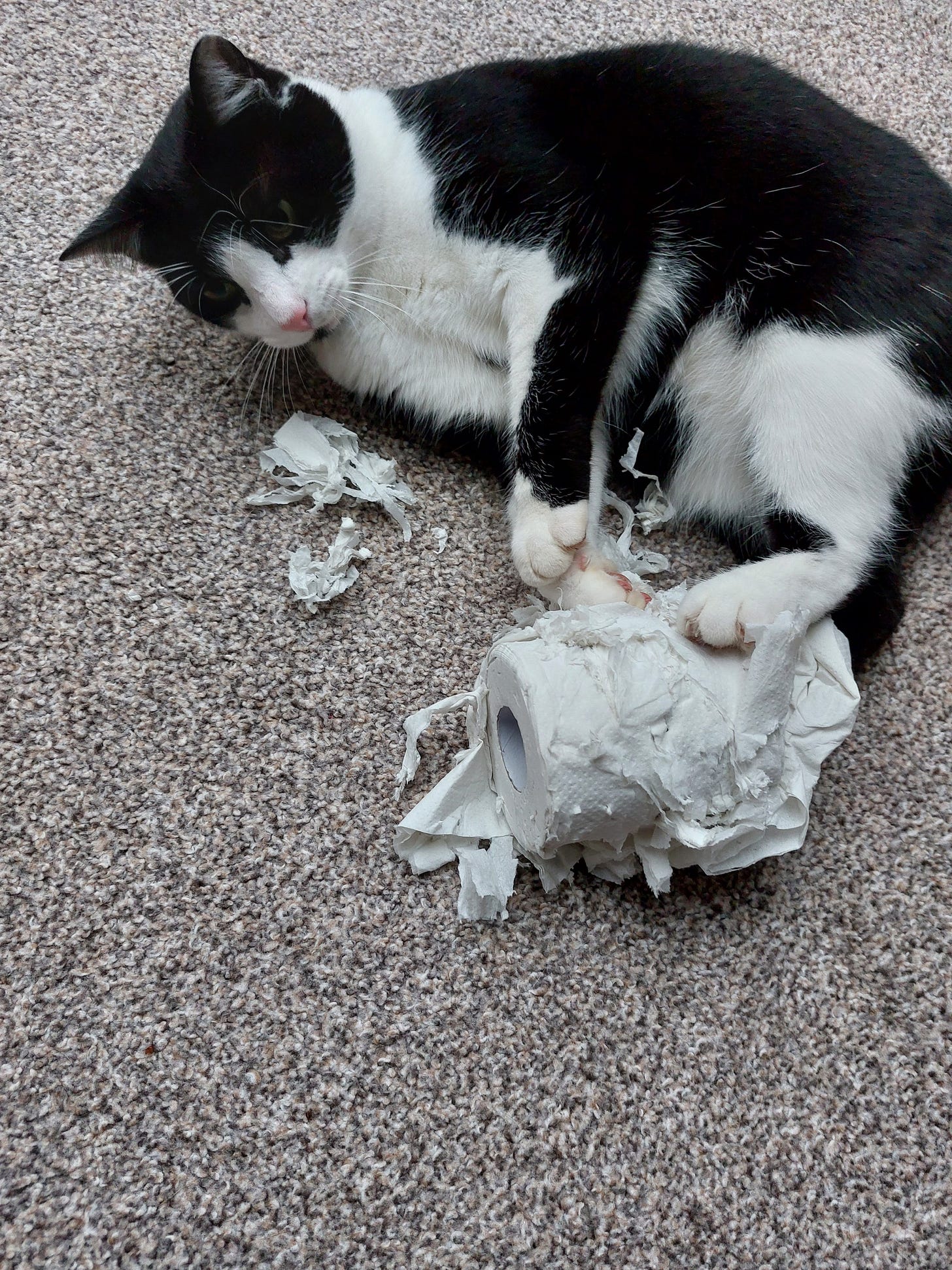 Victor is clawing up a roll of toilet paper on the carpet. He is looking serious about his work. Victor is clawing up a roll of toilet paper on the carpet. He is looking serious about his work.