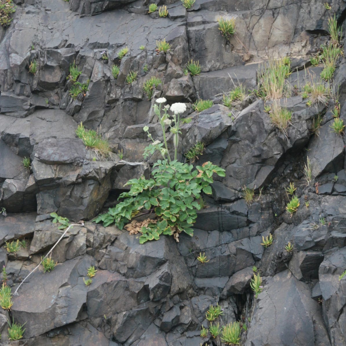 plant growing out of the side of a rocky cliff.