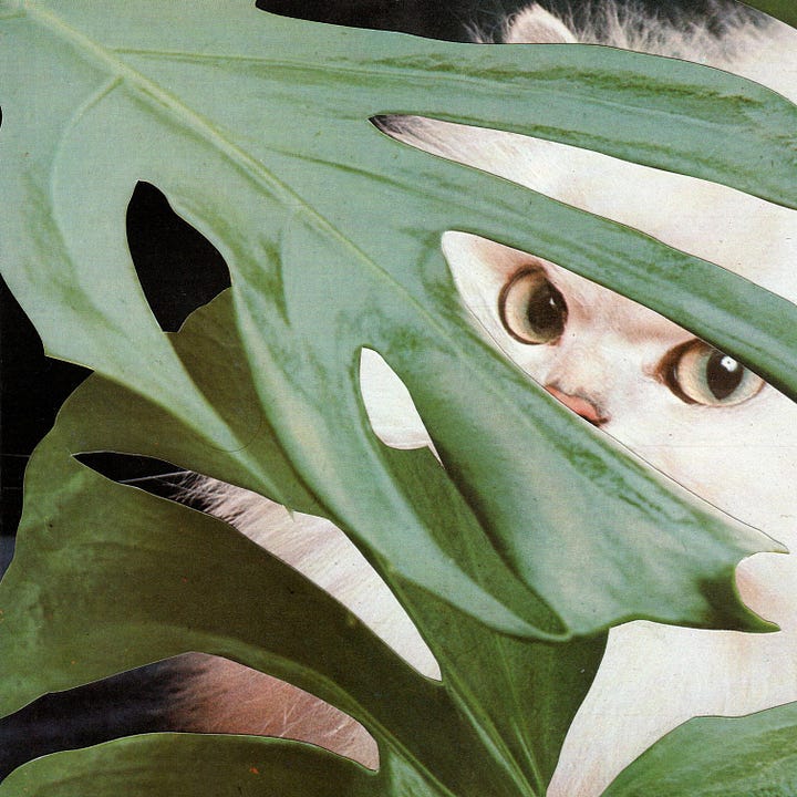 First photo: vampire shaped garlic graters in a kiln.  Second photo: a collage of a cat peeking through leaves.
