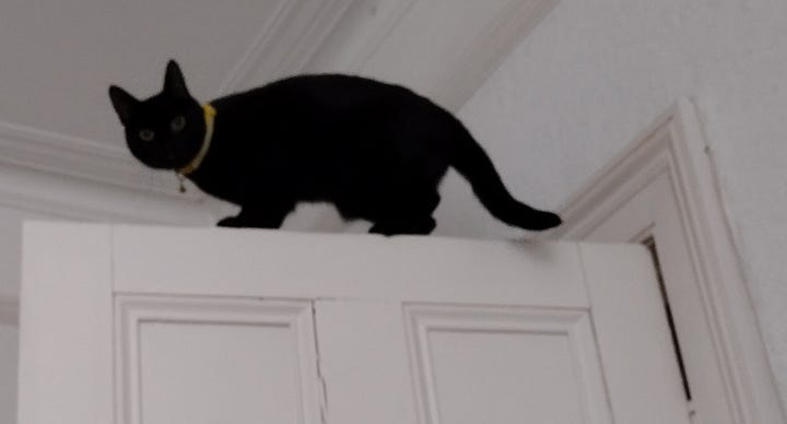 One of our feline miscreants. She has discovered the joys of lofty living. Unfortunately. Pics by Terry Freedman