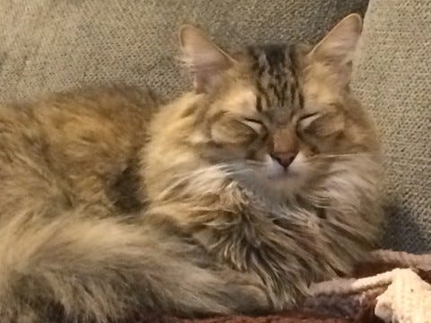 Chase Eyes Closed FIV In Cats Chase Eyes Closed FIV In Cats