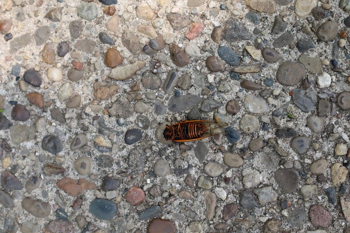 a cicada on a railing, an upside-down deceased cicada